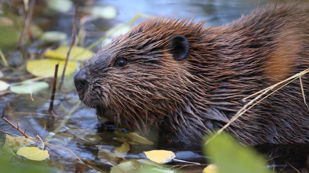 Gloucestershire City Council beavers flood defence