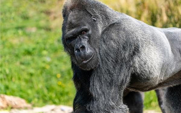Gorilla Hydrock appointed on new Bristol Zoo site