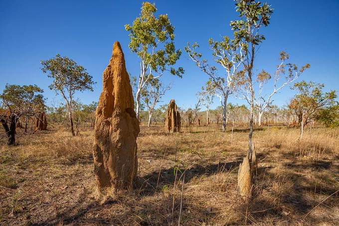 Termite mounds - biomimicry in engineering design