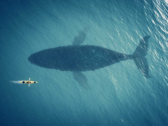 Whale and small rowing boat.jpg